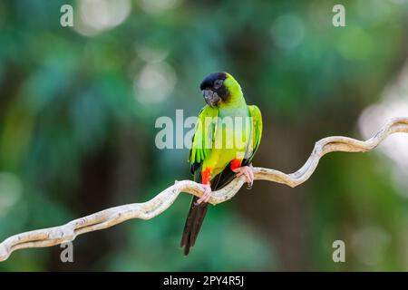 Nanday Parakeet, hoch oben auf einem Zweig vor unscharfem natürlichen Hintergrund, Pantanal Wetlands, Mato Grosso, Brasilien Stockfoto
