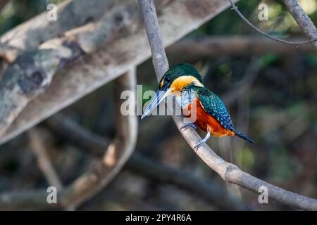 Nahaufnahme eines grünen und rufous Kingfisher auf einem Zweig, der nach Beute sucht, Pantanal Wetlands, Mato Grosso, Brasilien Stockfoto