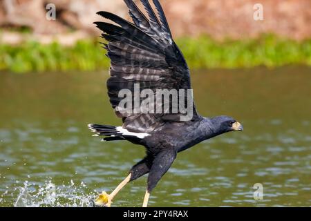 Der große Schwarze Falke mit einem Piranha in seiner Klaue im Flug über einen Fluss, Flügel verteilt, Pantanal Feuchtgebiete, Mato Grosso, Brasilien Stockfoto