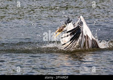 Cocoi Heron fing Fische auf der Flussoberfläche, Flügel nach oben, Spritzwasser um den Kopf, Pantanal Feuchtgebiete, Mato Grosso, Brasilien Stockfoto