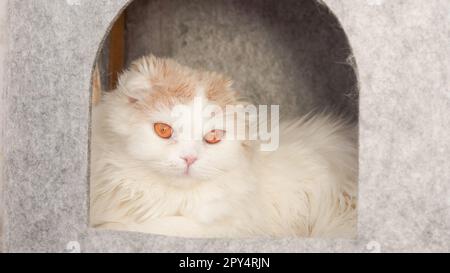 Flauschige Calico-Katze, die auf grauen Hintergrund in die Kamera schaut, Vorderansicht. Süße junge, kurzhaarige weiße Katze, die im grauen Katzenhaus sitzt, mit Kopierraum. Weiß Stockfoto