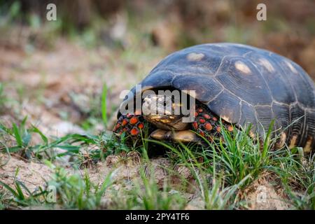 Rotfußschildkröte mit Kamera in Gras, Pantanal Wetlands, Mato Grosso, Brasilien Stockfoto