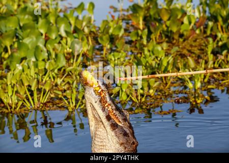 Yacare Caiman springt aus dem Wasser und fing einen Piranha, Pantanal Wetlands, Mato Grosso, Brasilien Stockfoto