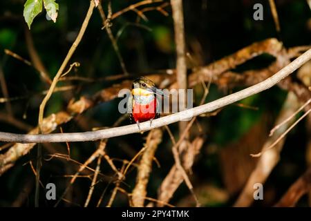 Nahaufnahme eines grünen und rufous Kingfisher, hoch oben auf einem Ast, auf der Suche nach Beute, Pantanal Wetlands, Mato Grosso, Brasilien Stockfoto