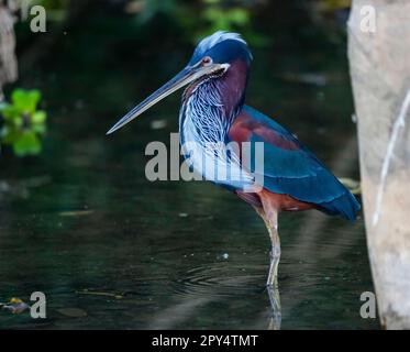 Nahaufnahme eines wunderbaren Agami-Reiherons, der im flachen Wasser, den Pantanal Feuchtgebieten, forscht Stockfoto