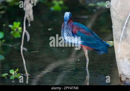 Nahaufnahme eines wunderbaren Agami-Reiherons, der im flachen Wasser, den Pantanal Feuchtgebieten, forscht Stockfoto