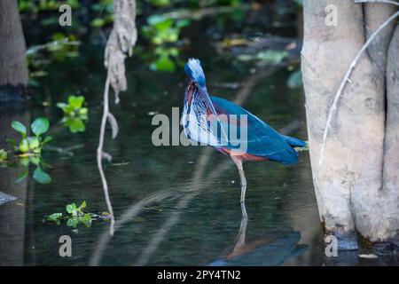 Nahaufnahme eines wunderbaren Agami-Reiherons, der im flachen Wasser, den Pantanal Feuchtgebieten, forscht Stockfoto