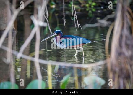 Wunderbarer Spiegel eines seltenen Agami-Reiherons, der im flachen Wasser am Flussufer steht, Pantanal Wetlands, Mato Grosso, Brasilien Stockfoto