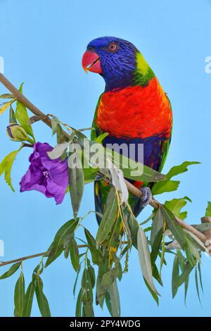 Allfarblori Stockfoto