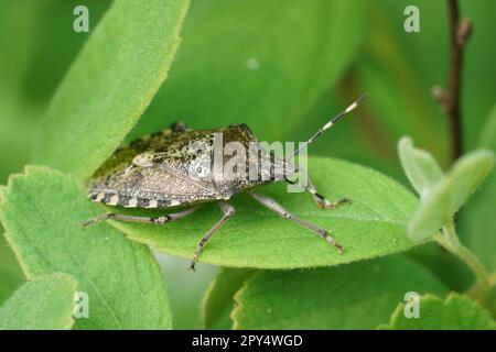 Natürliche Nahaufnahme eines grauen melierten Schildkäfers, Rhaphigaster nebulosa, auf einem grünen Blatt im Garten Stockfoto