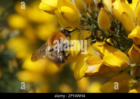 Natürliche Nahaufnahme auf einer gewöhnlichen braunen Hummel, Bombus Pascuorum auf einer gelben gewöhnlichen Gorse-Blume Stockfoto