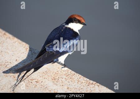 Rotkappenschwalbe / Schwalbe / Hirundo smithii Stockfoto