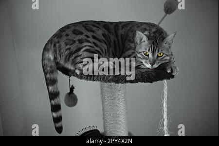 Grünäugige Bengalkatze Stockfoto