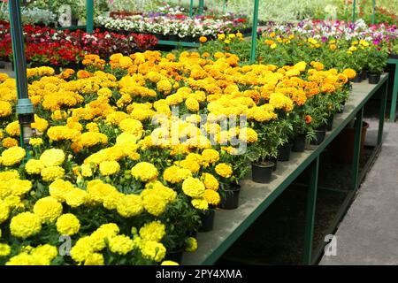 Viele wunderschöne blühende Topf-Tücher auf Tischen beim Gartenverkauf Stockfoto