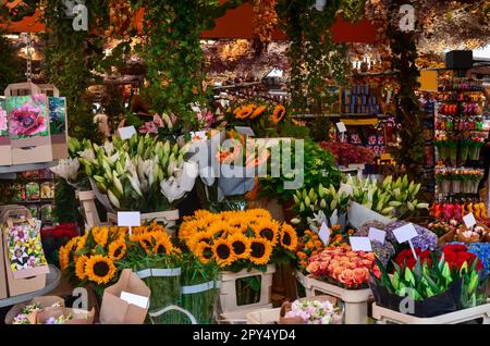 Viele verschiedene bunte Blumen im Blumenladen Stockfoto