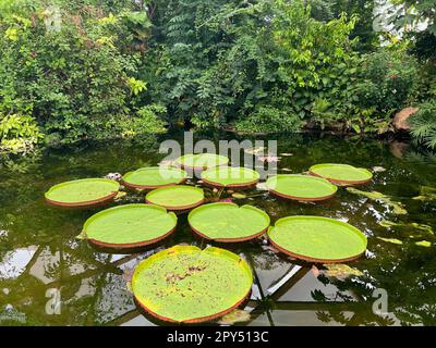 Rotterdam, Niederlande - 27. August 2022: Teich mit den wunderschönen Lilienblättern der Königin Victoria Stockfoto