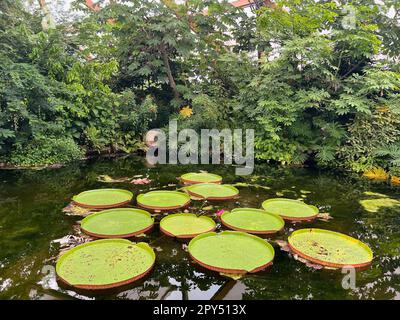 Rotterdam, Niederlande - 27. August 2022: Teich mit den wunderschönen Lilienblättern der Königin Victoria Stockfoto