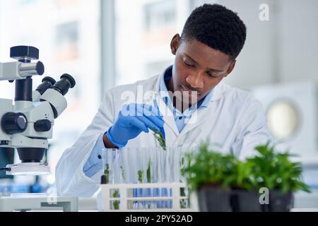 Hier geht nichts. Ein fokussierter junger Wissenschaftler, der winzige Pflanzen in Fläschchen packt, die im Laufe des Tages in einem Labor experimentiert werden können. Stockfoto