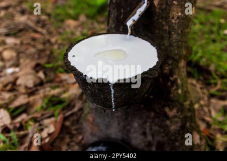 Eine schmutzige Tasse mit Latexgummi Stockfoto