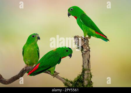 Blauer Hängepapagei Stockfoto