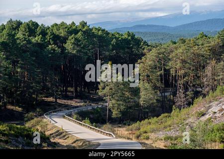 bosque de pino Silvestre , Pinus sylvestris,Navaleno, Soria, Comunidad Autónoma de Castilla, Spanien, Europa Stockfoto