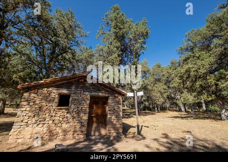 sabinas albares (Juniperus thurifera), Espacio Natural del Sabinar de Calatañazor, Soria, Comunidad Autónoma de Castilla, Spanien, Europa Stockfoto