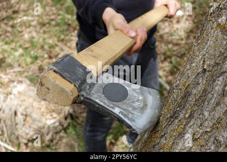 Bäume mit einer Axt Fällen, Bäume schlachten, Bäume ohne Erlaubnis Fällen, Bäume und Äxte Stockfoto