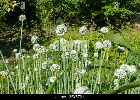 Zwiebelpflanze, die anfängt zu säen, Zwiebelpflanze für Samen, Zwiebelpflanze für Samen im Garten gepflanzt Stockfoto