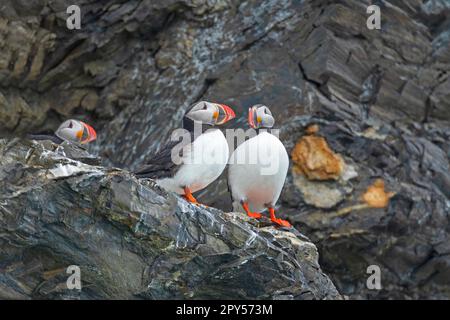 Ein Paar atlantische Papageientaucher auf einer Klippe Stockfoto