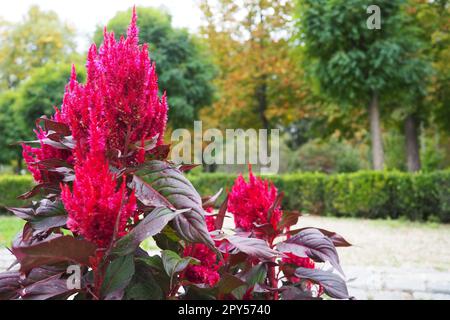 Celosia-Pflanze, Cellosia ist eine Gattung der Familie Amaranth oder der Familie Marev. Hahnenkamm, traditionell in der rot-violetten Sorte angebaut. Die Hahnenblume als Zusatz zum Blumenbeet. Banja Koviljaca Stockfoto