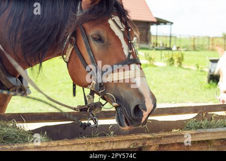 Braunes Pferd isst trockenes grünes Gras auf dem Hof. Nahaufnahme, Seitenansicht. Pferdemuzzle kaut im Freien in der Koppel. Stockfoto