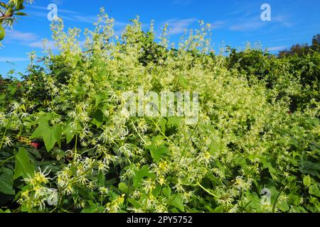 Echinocystis, Echinocystis, ist eine monotypische Gattung von jährlichen krautigen Pflanzen der Familie der Cucurbitaceae. Echinocystis lobata, oder gelbstachelige Stachelmakrele, Echinocystis lobata. Liana mit weißgelben Blumen. Stockfoto