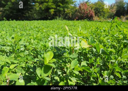 Feld mit grünem Klee. Organisiertes Pflanzen von Klee. Klee Trifolium, eine Gattung von Pflanzen der Leguminosen-Familie Fabaceae, Moth Faboideae. Honigpflanze für landwirtschaftliche Nutzpflanzen, Futterpflanze, Gründung. Stockfoto