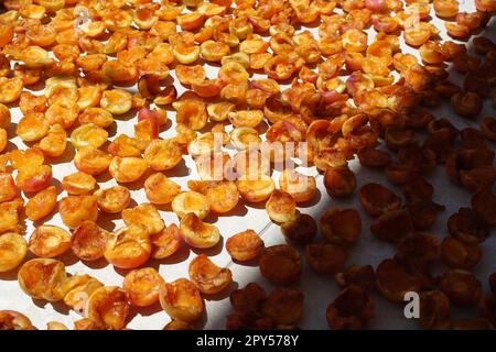 Hausgemachte Aprikosen trocknen, Obst trocknen im Sommer, Obst trocknen in der Sonne Stockfoto