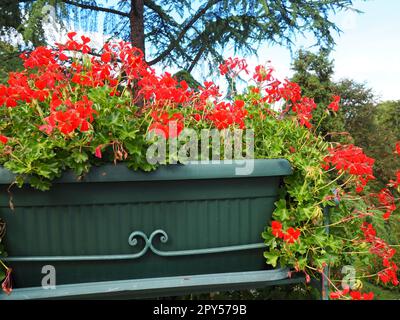 Blühendes rotes Efeu-Geranium pelargonium in der vertikalen Gestaltung von Straßen- und Parkanlagen. Wunderschöner großer Pelargonium-Geranium-Cranesbill. Blumenzucht und Gartenbau. Banja Koviljaca Stockfoto