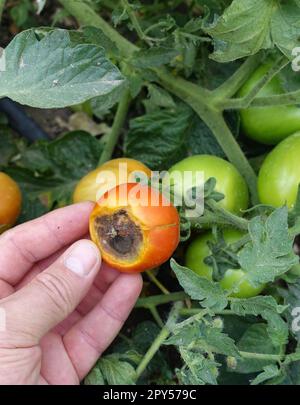 Nahaufnahme Tomatenanbau, Tomatenkrankheiten, Tomatenpilzkrankheit, erkrankte Tomaten Stockfoto