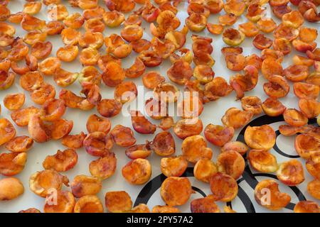 Hausgemachte Aprikosen trocknen, Obst trocknen im Sommer, Obst trocknen in der Sonne Stockfoto