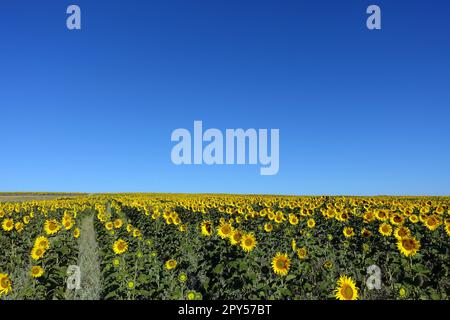 Sonnenblumenpflanzen im kontinentalen Klima, Sonnenblumen, Sonnenblumen am frühen Morgen Stockfoto