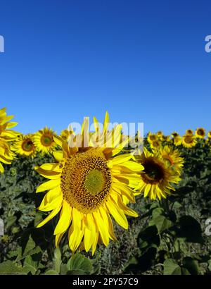 Felder mit Sonnenblumen im kontinentalen Klima, Tausende von gelbblütigen Sonnenblumen Stockfoto