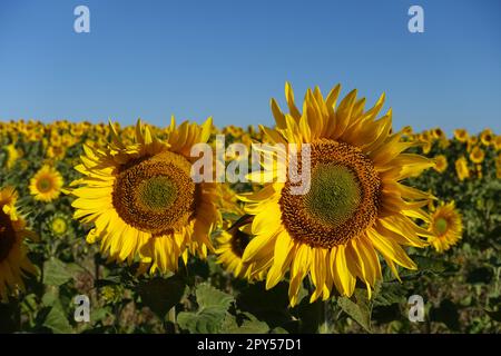 Felder mit Sonnenblumen im kontinentalen Klima, Tausende von gelbblütigen Sonnenblumen Stockfoto