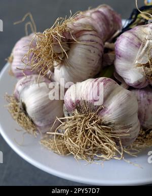 Violetter natürlicher Knoblauch, Nahaufnahme von Knoblauch, frische Knoblauchköpfe Stockfoto