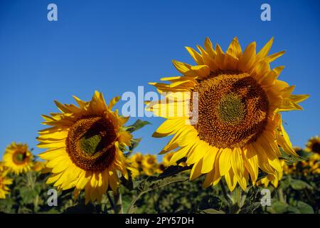 Tausende von Sonnenblumen blühen auf dem Sonnenblumenfeld Stockfoto