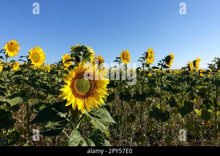 Felder mit Sonnenblumen im kontinentalen Klima, Tausende von gelbblütigen Sonnenblumen Stockfoto