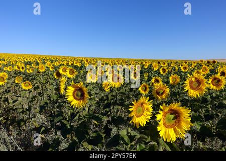 Felder mit Sonnenblumen im kontinentalen Klima, Tausende von gelbblütigen Sonnenblumen Stockfoto