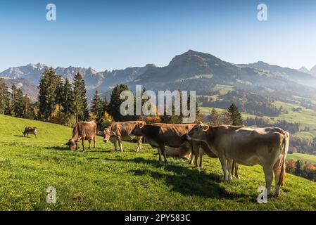 Braune Kühe auf einer Wiese in den Schweizer Alpen, Blick auf das Alpsteingebirge mit dem Gipfel von Saentis Stockfoto