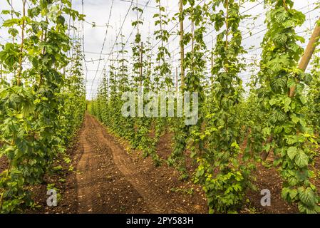 Hopfenfeld (Humulus lupulus) in der Nähe des Bodensees, Kressbronn, Bodensee, Baden-Württemberg, Deutschland Stockfoto
