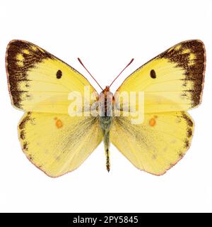 Blass-trübter gelber Schmetterling Stockfoto