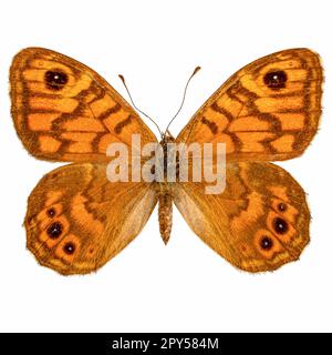 Wand braun Schmetterling Stockfoto