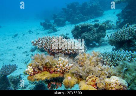 Farbenfrohes, malerisches Korallenriff am Grund des tropischen Meeres, harte Korallen, Unterwasserlandschaft Stockfoto