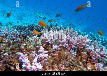 Farbenfrohe, malerische Korallenriffe am Grund des tropischen Meeres, harte Korallen, rosa Akropora und Fische Anthias, Unterwasserlandschaft Stockfoto